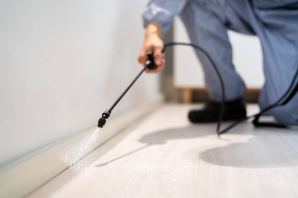 Licensed Wasp Removal service in Arbury Hills, IL - Show Me Pest Control